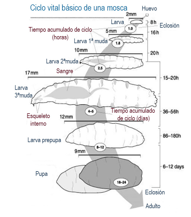 La larva de mosca penetrará rápidamente en el tejido blando en el que fue depositado el huevo. Para ello utiliza los dos grandes ganchos de su boca, con los que rasga y digiere las materias alimenticias. Las larvas mudan tres veces antes de ser adultas.