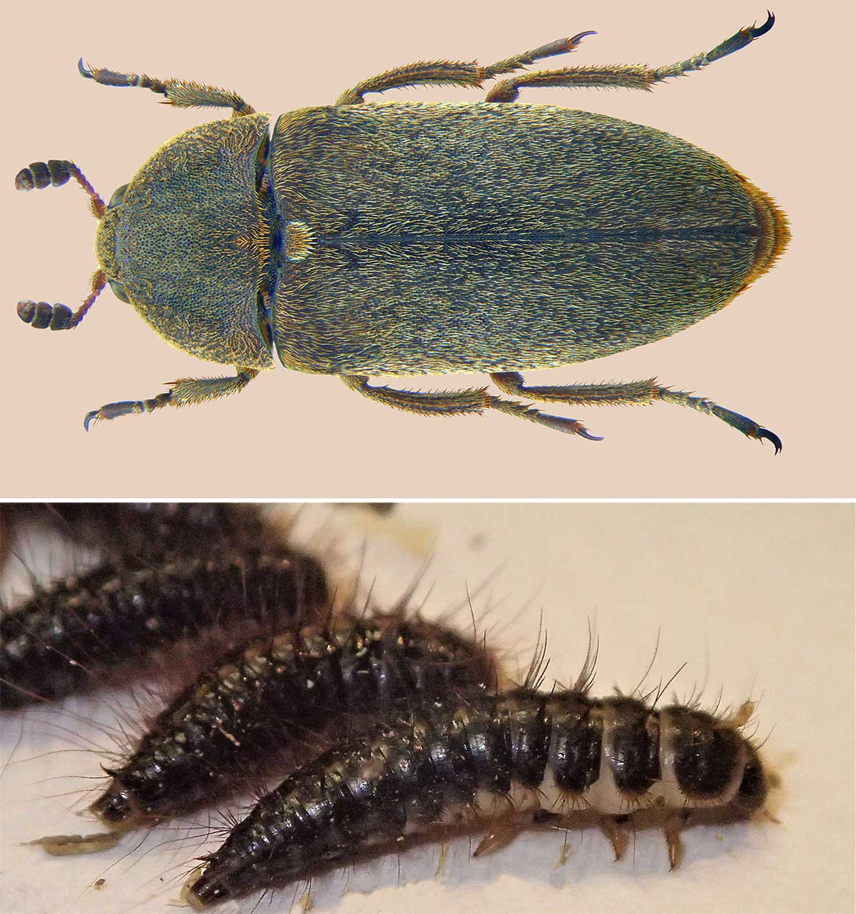 Escarabajo del cadáver (Dermestes maculatus). Arriba el ejemplar adulto y abajo las larvas necrófogas. Foto: Wikimedia.