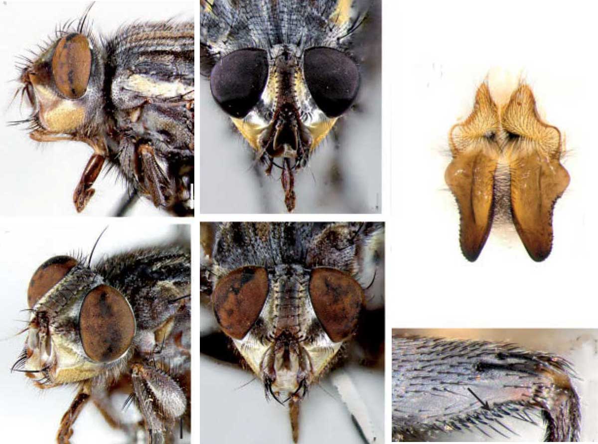 La fauna cadavérica es el conjunto de insectos, otros invertebrados y microorganismos que se nutren de los cadáveres,