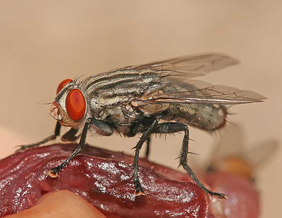 Mosca de la carne, uno de los insectos comunes en el proceso de descomposición de un cadáver animal. Foto: Wikimedia
