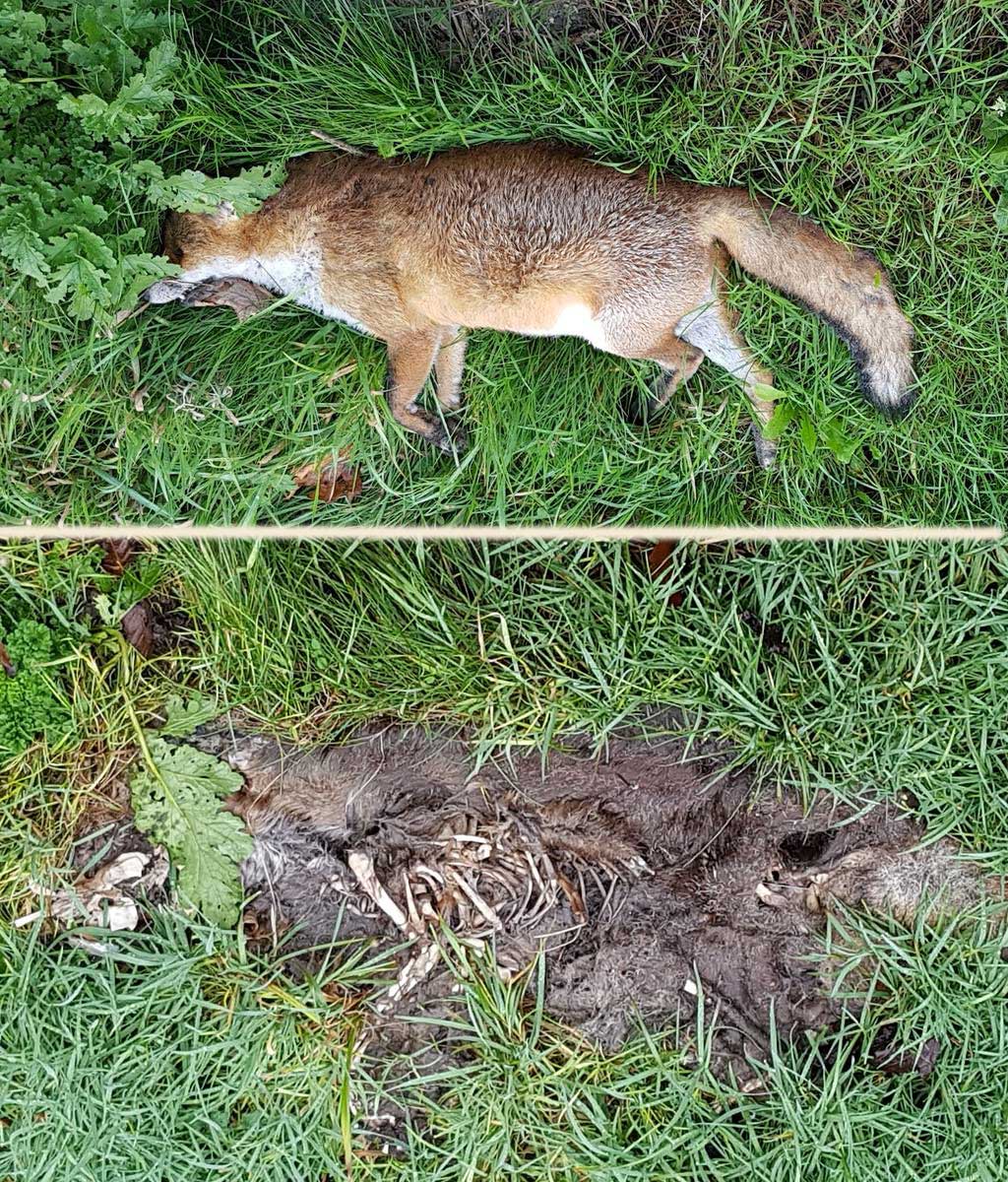 Imagen de un zorro atropellado y como queda el terreno donde murió al cabo de tres meses. Imagen del twitter de #taphonomy