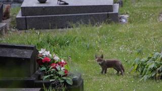 Zorrito en el cementerio de Ivry Sur Seine